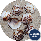 8894-P1 - Tawny Owl Clam - Project Pack